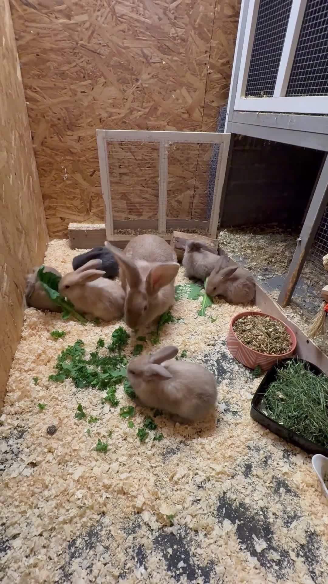 Continental Giant rabbits for sale: Beautiful well handled giant breed baby rabbits - Video 2