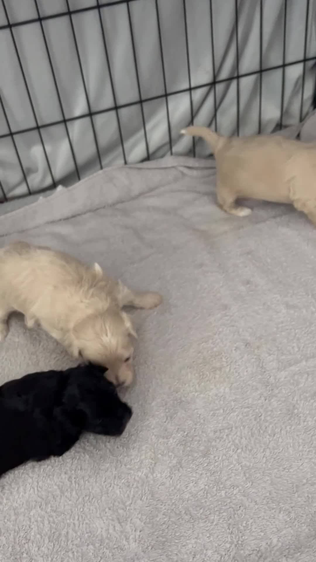 Maltipoo dogs for sale: Stunning Korean Maltipoo puppies  - Video 1