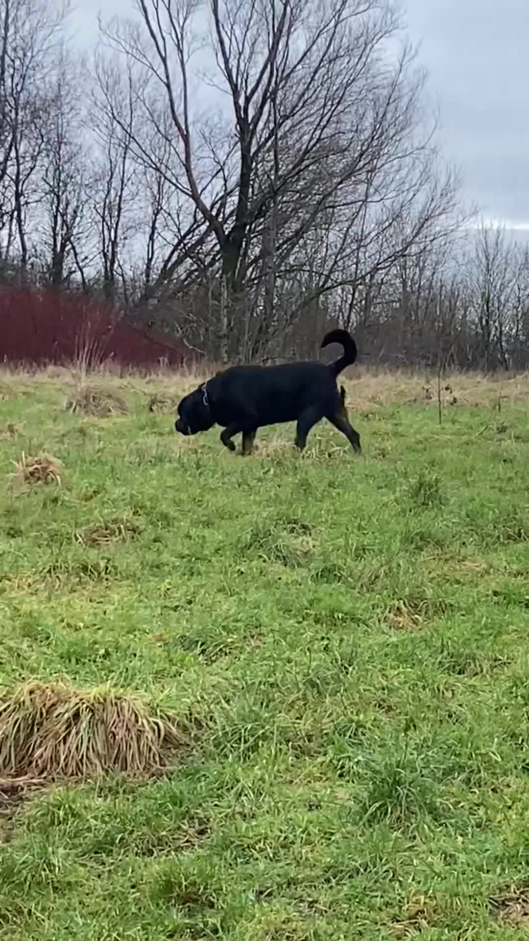 Rottweiler dogs for stud: Top quality health tested kc male German X serbian - Video 1