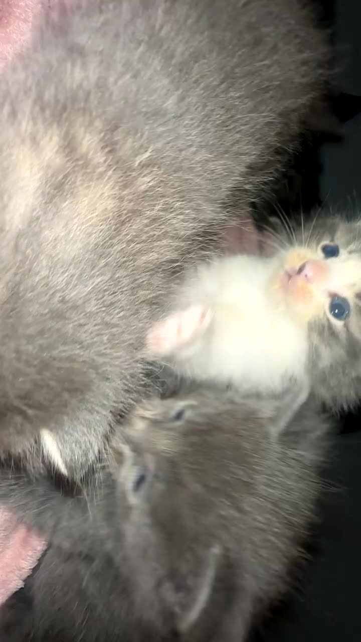 Ragdoll cats for sale: Mixed breed Ragdoll - Video 1