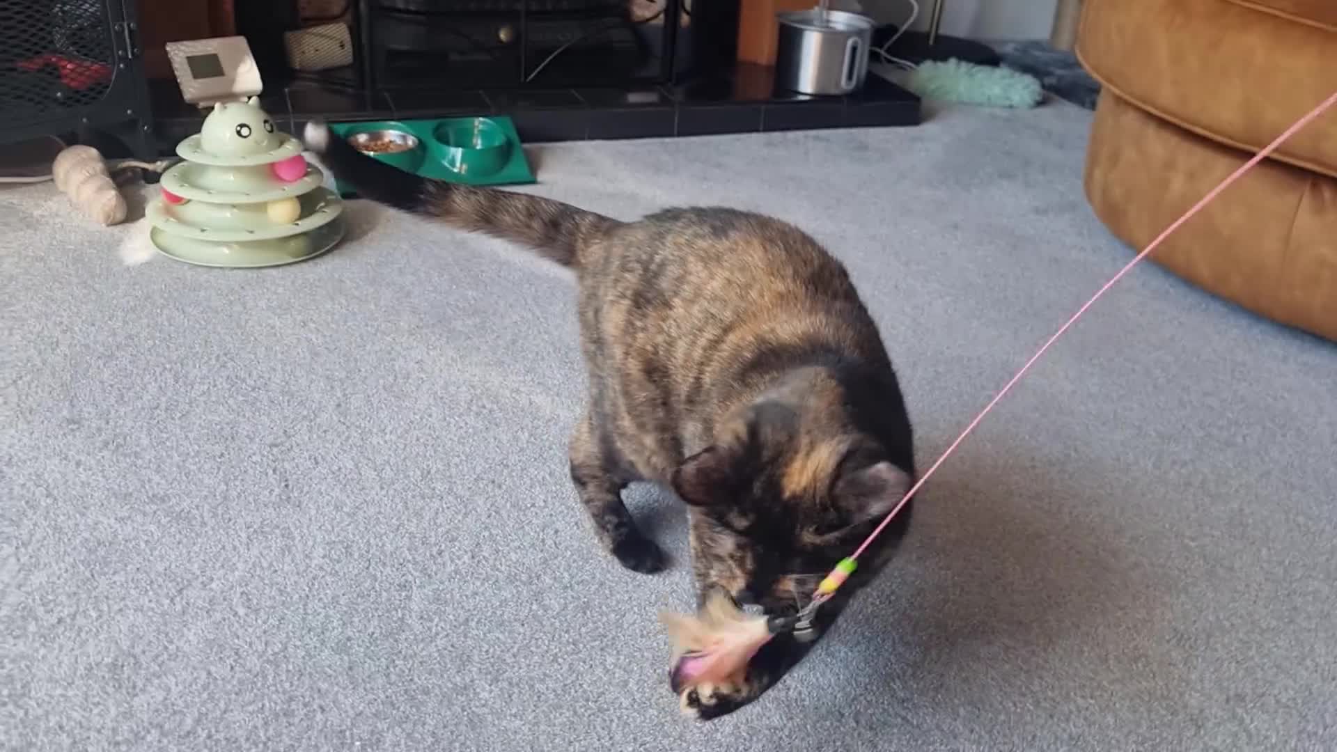 Domestic Shorthair cats for sale: Susan - Seeking Forever Home - Video 1
