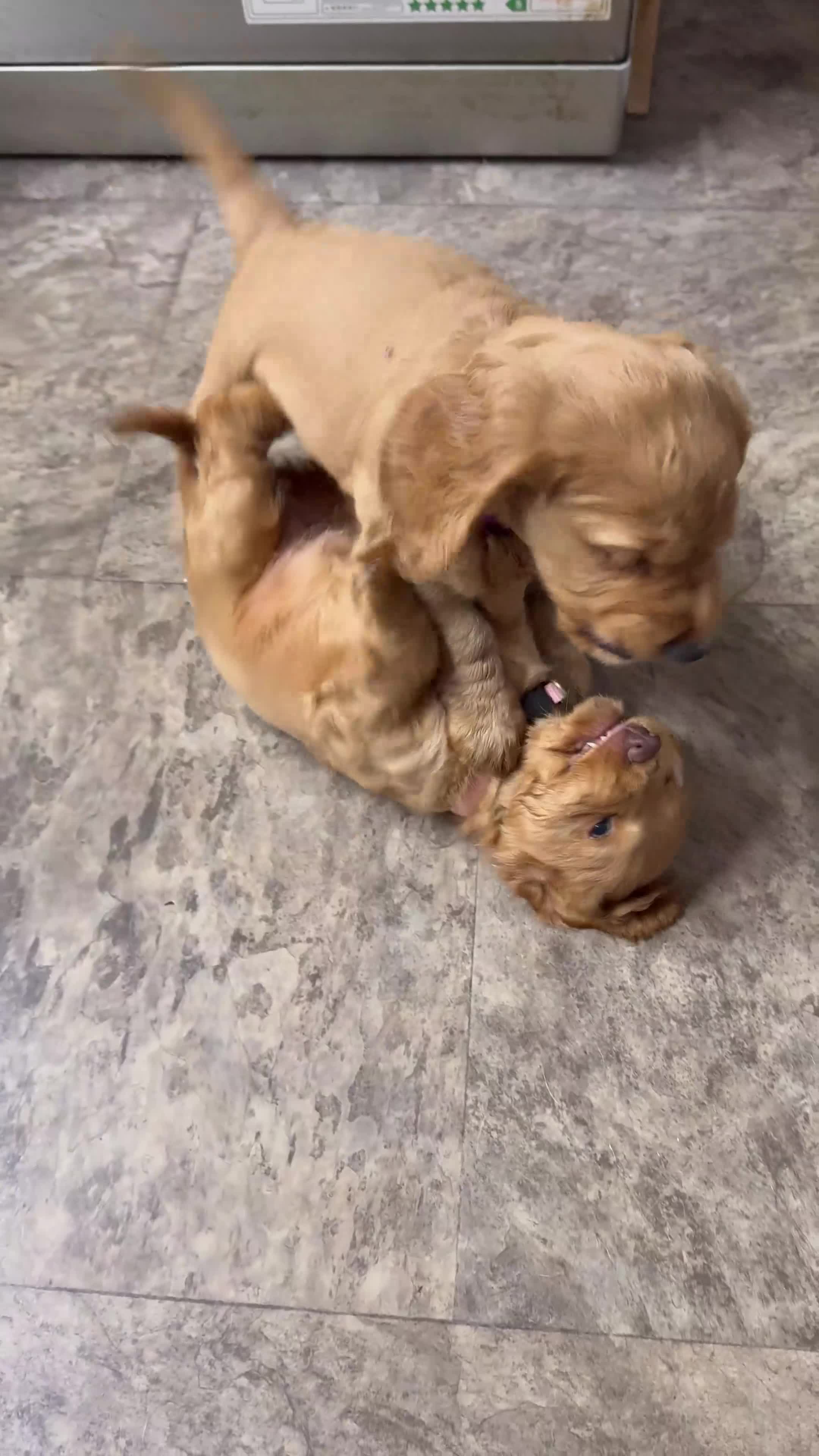 Cocker Spaniel dogs for sale: Cocker spaniel puppies - Video 1