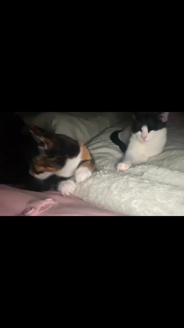 Turkish Van cats for sale: Kitten (Turkish Van X ) - Video 3