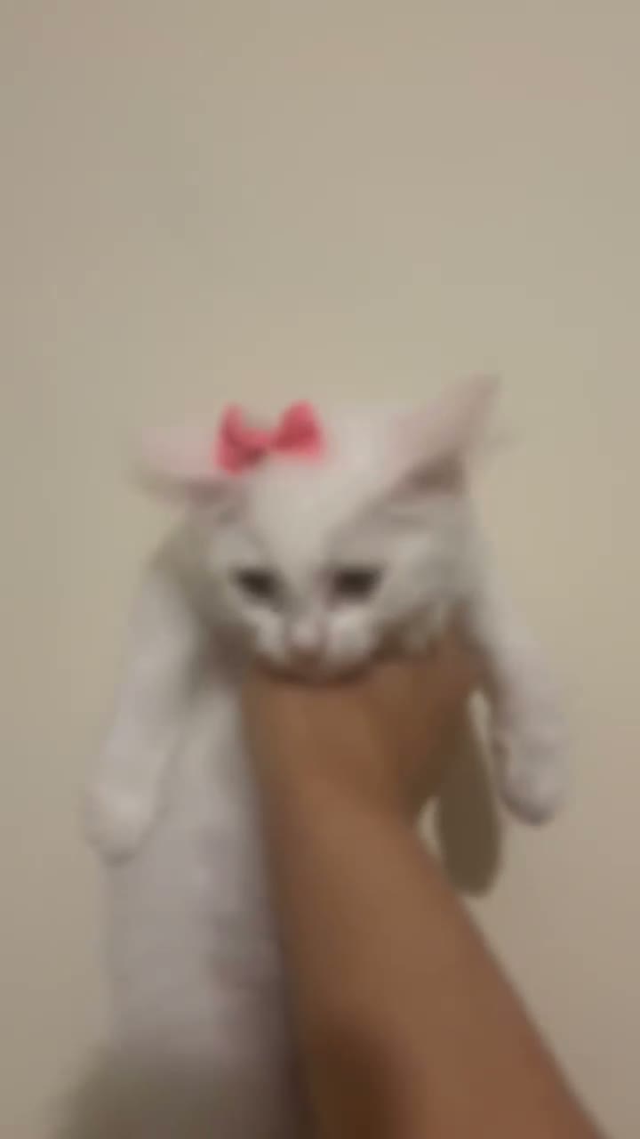 British Longhair cats for sale: Clementine female British long hair kitten - Video 1