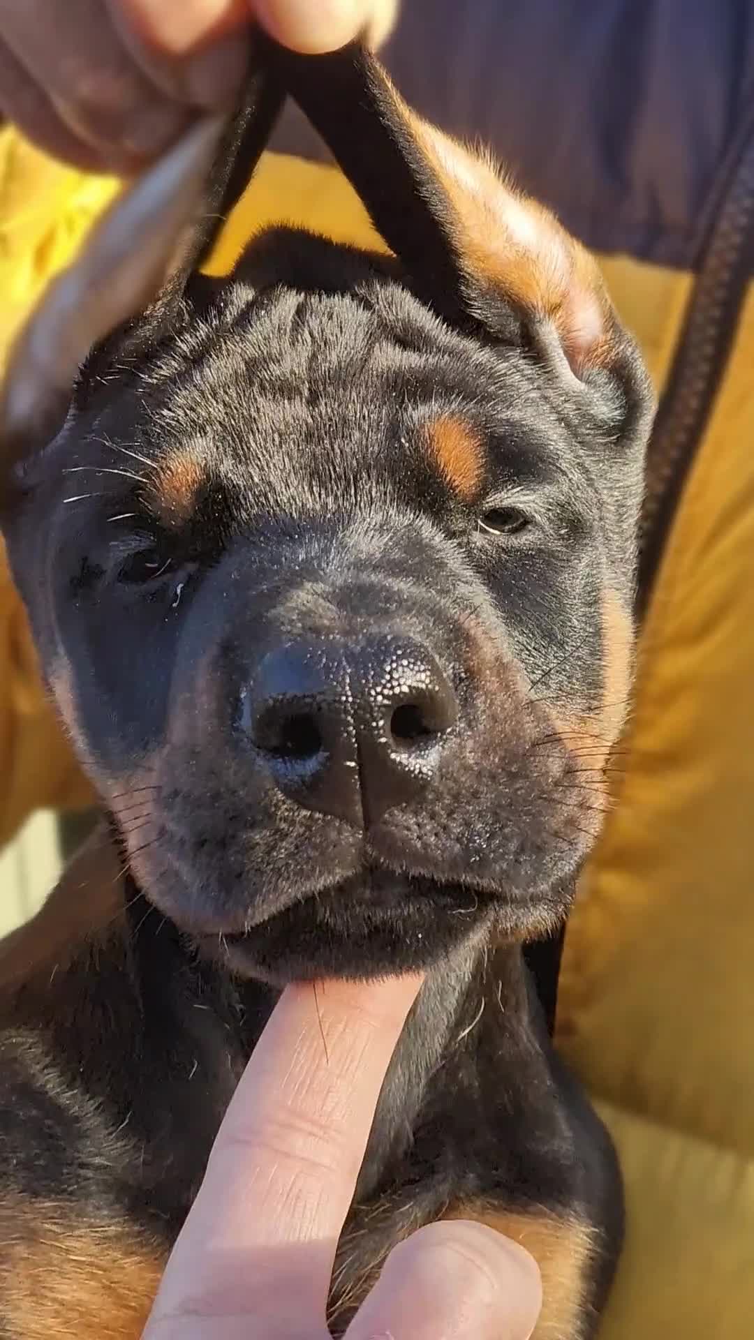 Dobermann dogs for sale: 🐾 Black Females available / Kc Puppies🐾 - Video 1