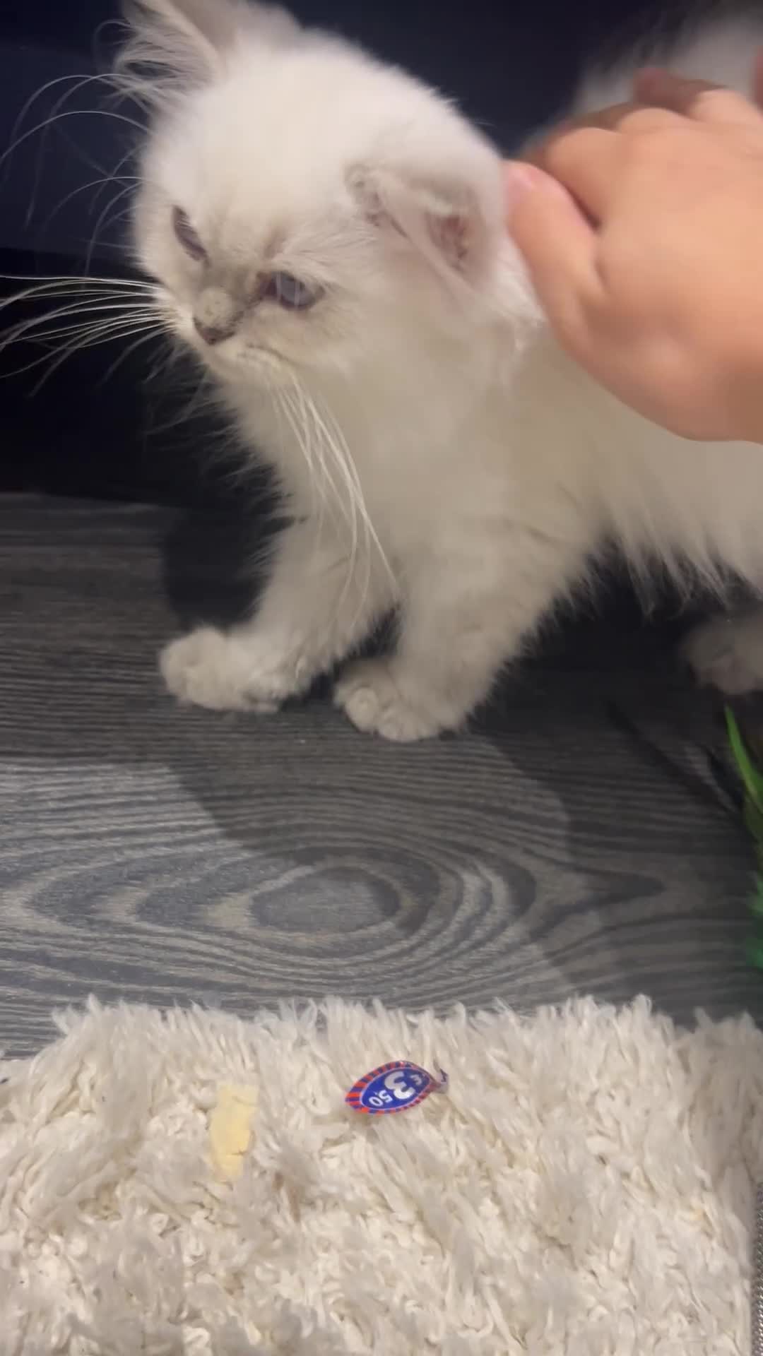 British Longhair cats for sale: Lilac golden tip female  - Video 4