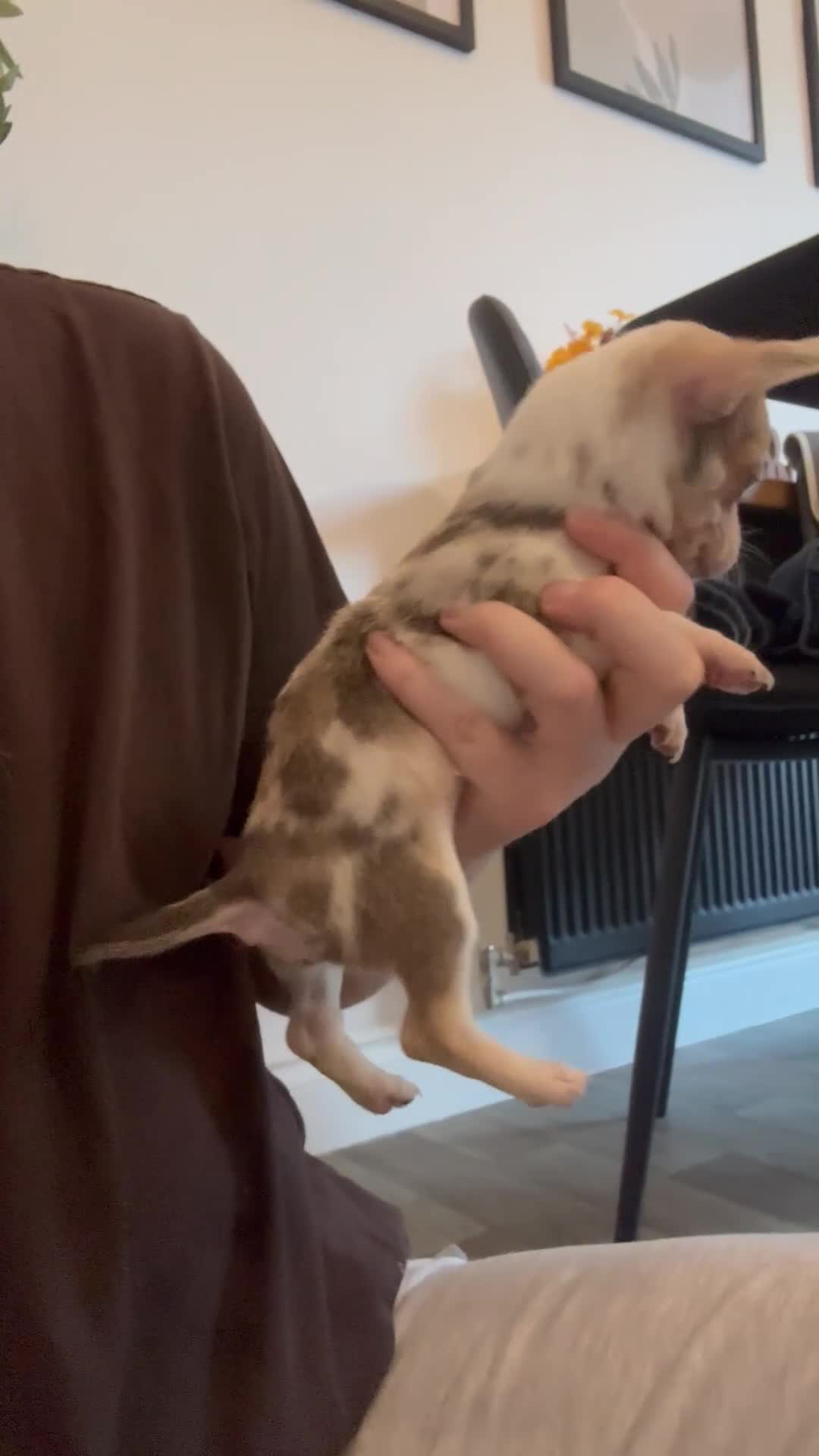 Chihuahua dogs for sale: 3 female and 1 male chihuahua puppies.  - Video 1