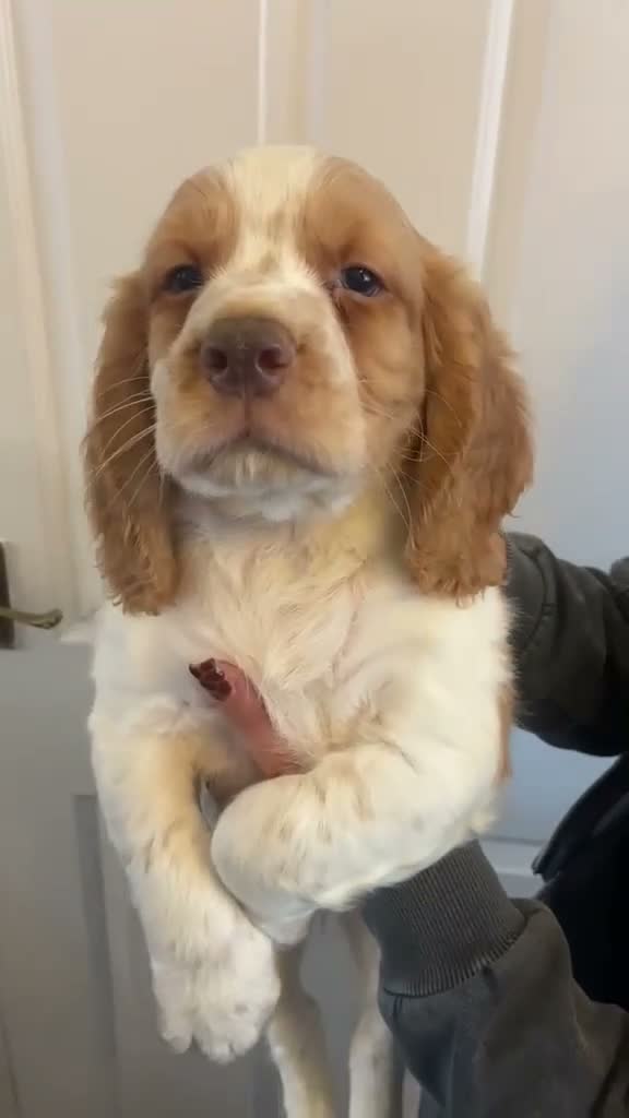 Cocker Spaniel dogs for sale: Cocker spaniel puppies  in York - Video 3