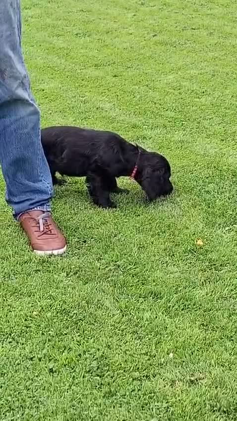 Cocker Spaniel dogs for sale: Cocker Spaniel puppies for sales - Video 2
