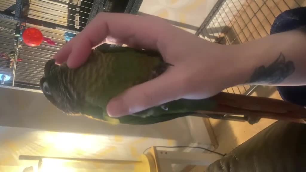 Conures birds for sale: Hand reared tame conure and kakarikis  - Video 3