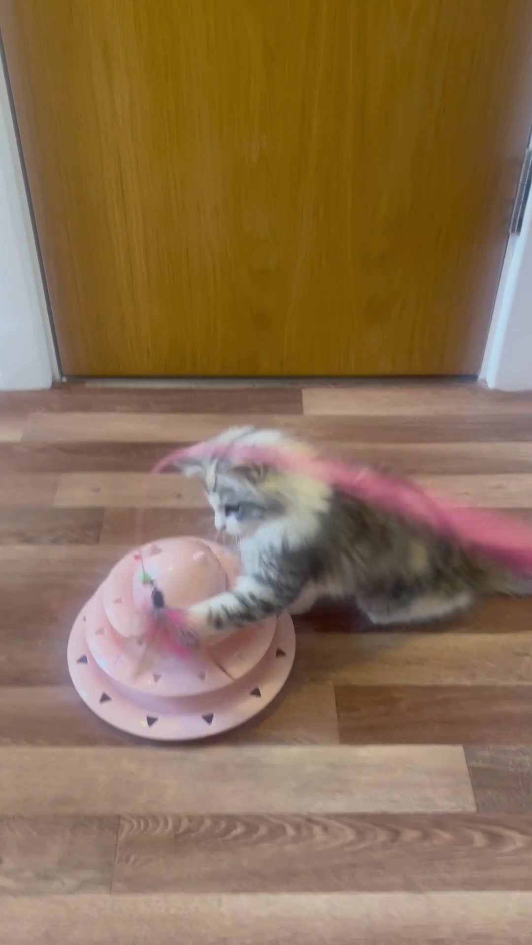 Mixed Breed cats for sale: Mainecoon x Persian x Ragdoll female kitten - Video 1