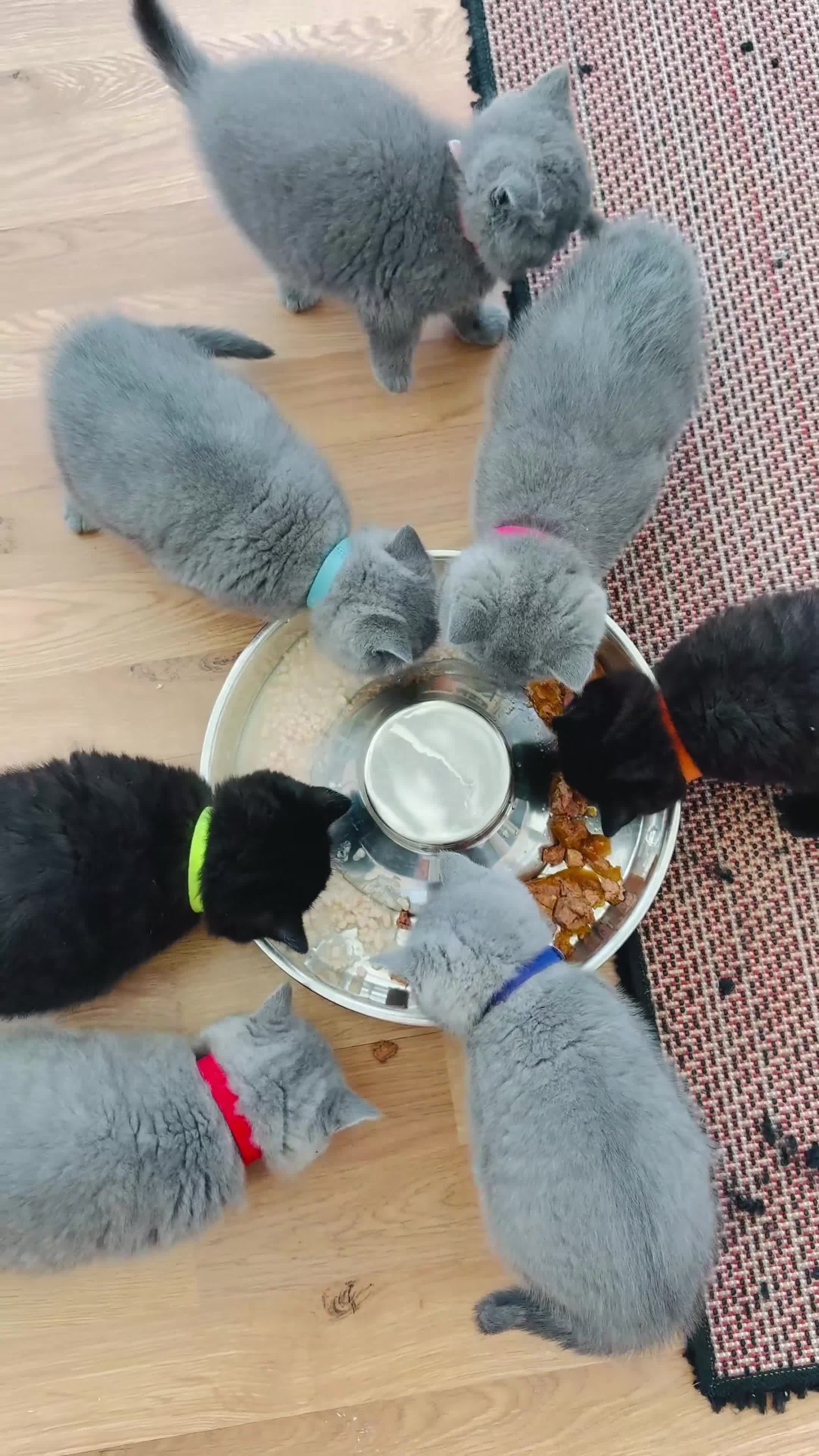 British Shorthair cats for sale: GCCF reg British Shorthair kittens ready to go now - Video 1