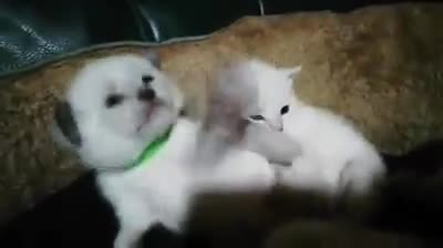 Ragdoll cats for stud: Exceptional show quality stud  in Warrington - Video 2