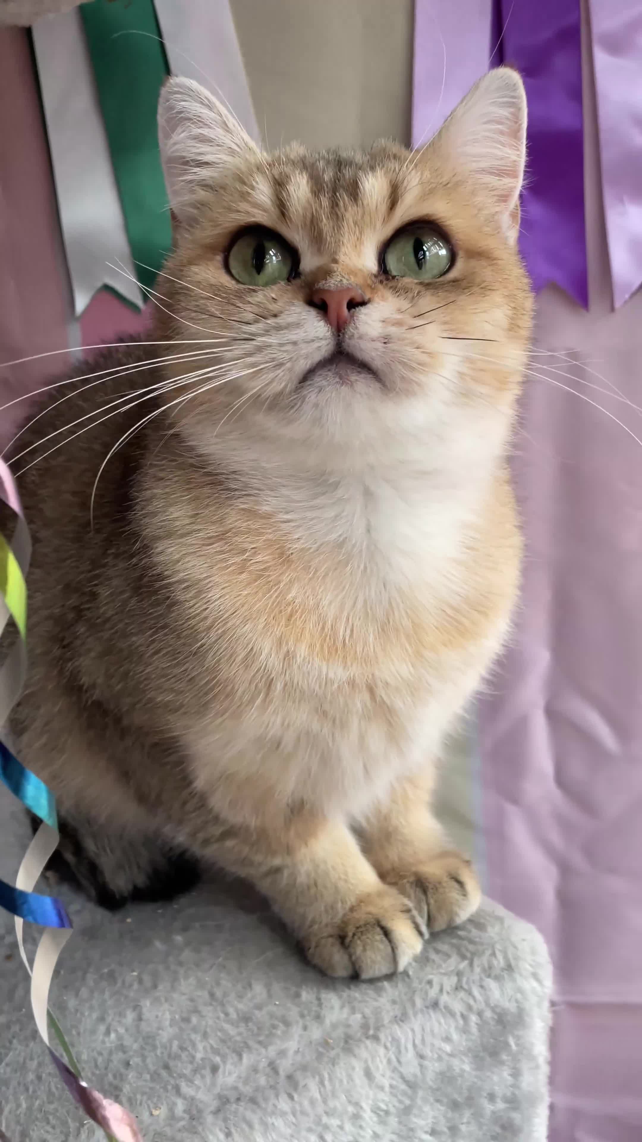 British Shorthair cats for sale: British shorthair FEMALES. Looking for a new homes - Video 1