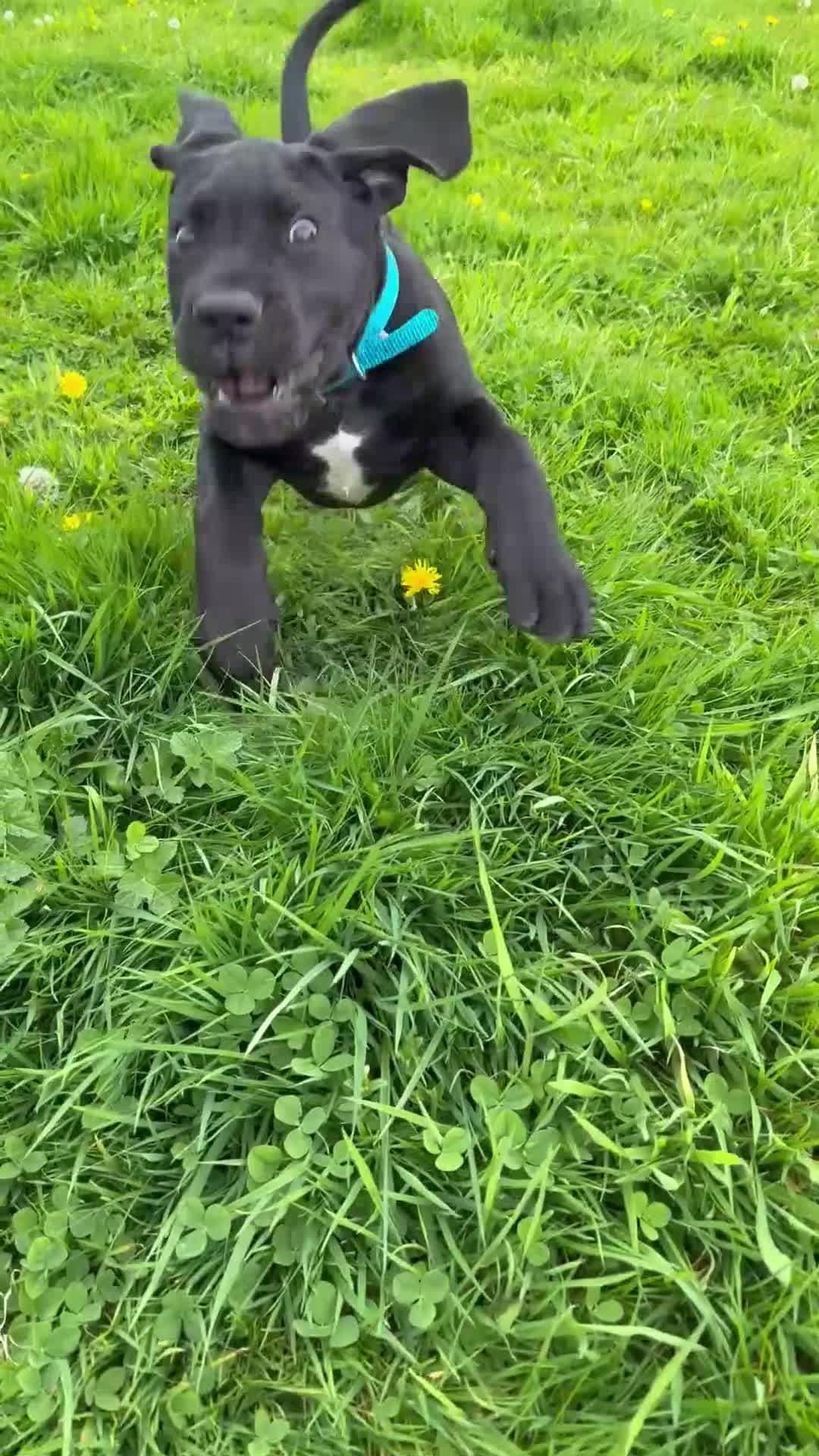 Mixed Breed dogs for sale: One beautiful big boy left in Yelverton - Video 3