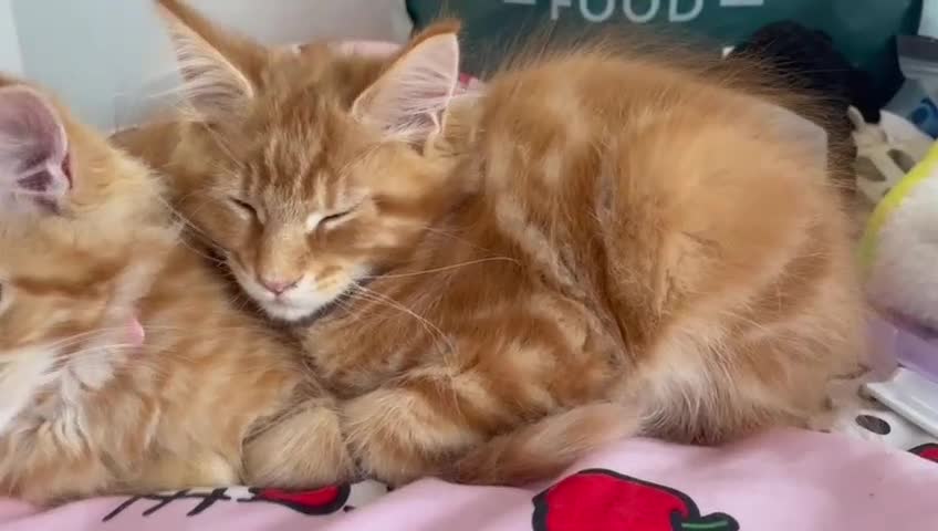 Maine Coon cats for sale: Ginger Maine Coon Kittens  - Video 1