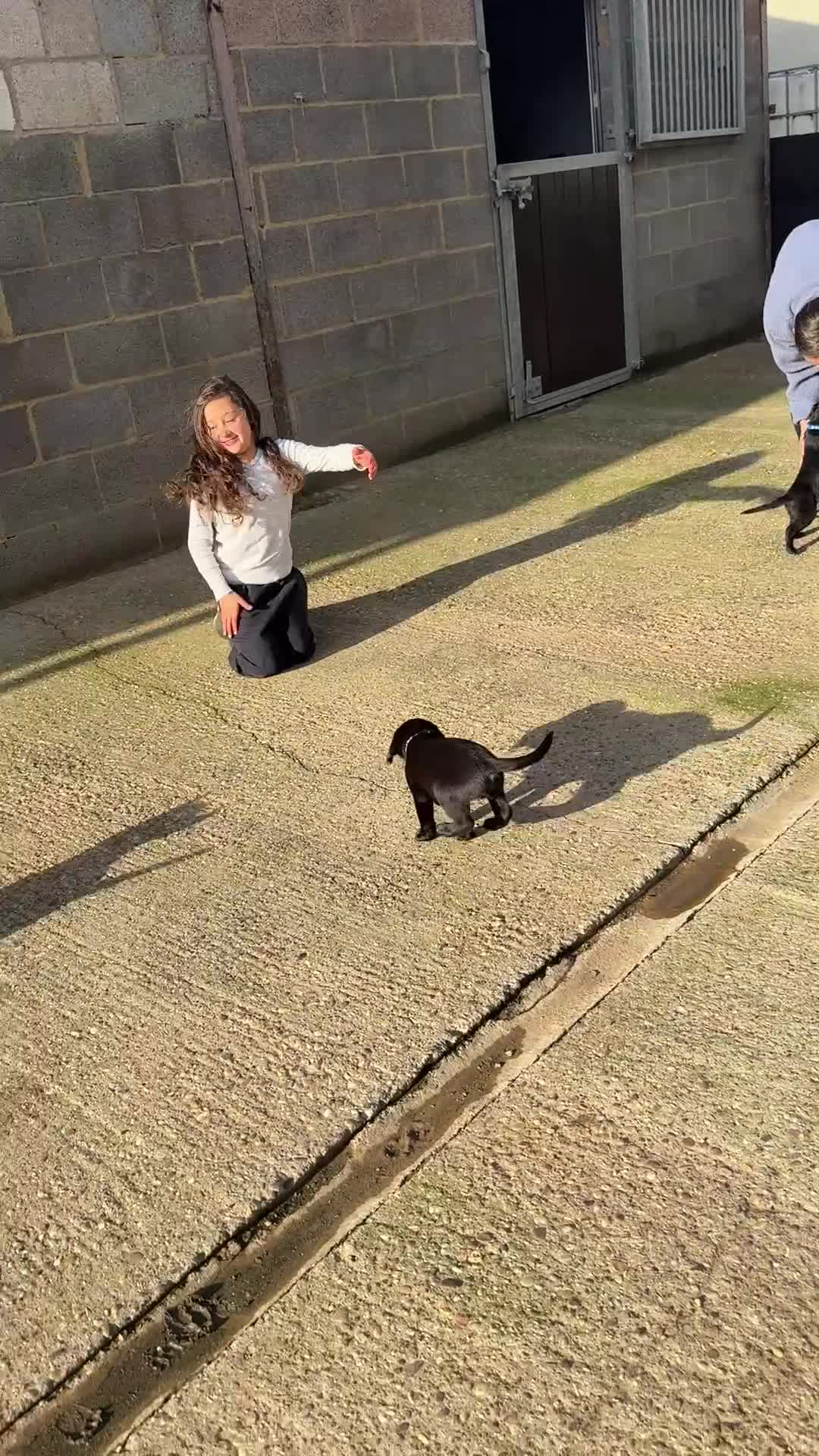 Labrador Retriever dogs for sale: Perfect Litter of 5th Generation Labrador Puppies - Video 1