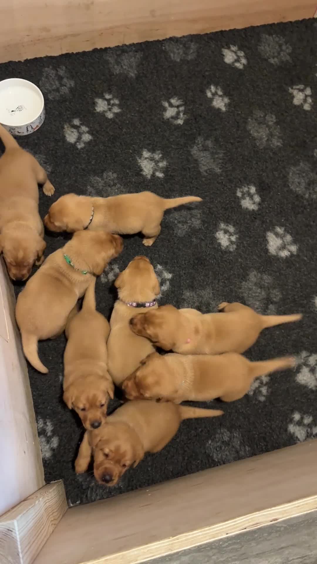 Labrador Retriever dogs for sale: Fox red Labrador puppies  in Maldon - Video 1