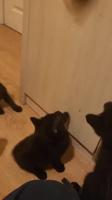 Mixed Breed cats for sale: Long Haired Velvet Black Kittens - Video 3