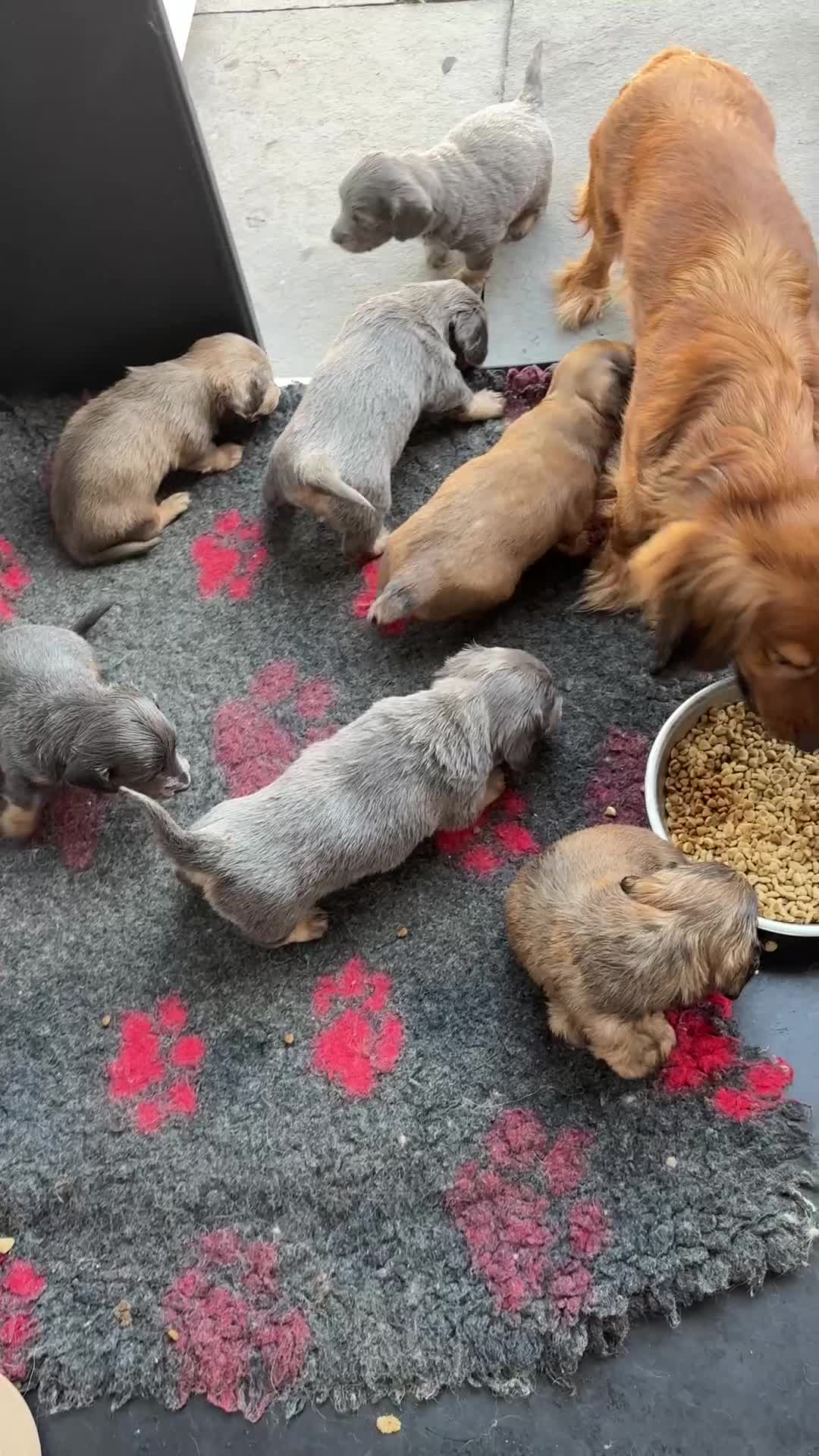 Miniature Dachshund dogs for sale: ♥️💙 LONG COAT DAXIS 💙♥️ in Chester - Video 1