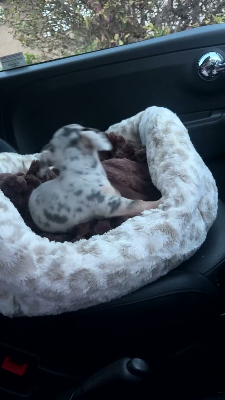 Chiweenie dogs for sale: Chiweenie puppie - Video 3