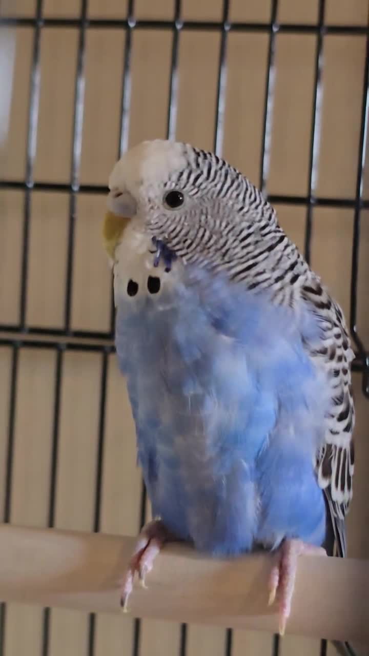 Budgerigars birds for sale: Blue budgie in Littlehampton - Video 1