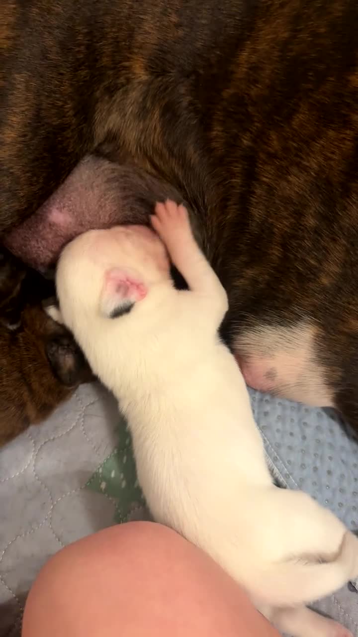 Boxer dogs for sale: Beautiful bobtails/long tails ready April 25th. - Video 1