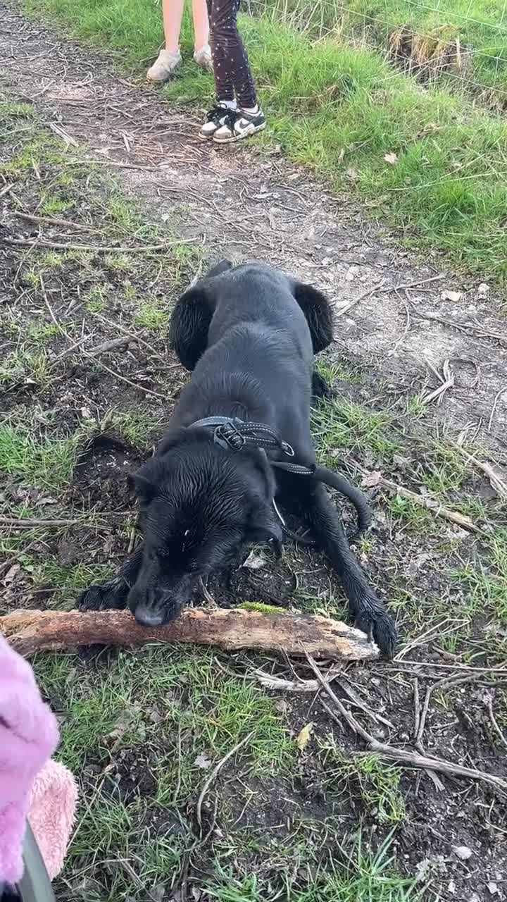 Sheprador dogs for sale: Oreo 3 years  in Nottingham - Video 1