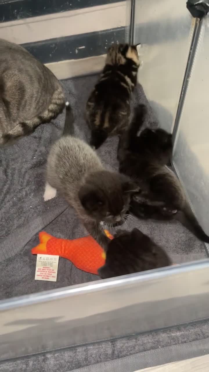 Mixed Breed cats for sale: Mixed British short haired kittens  - Video 2