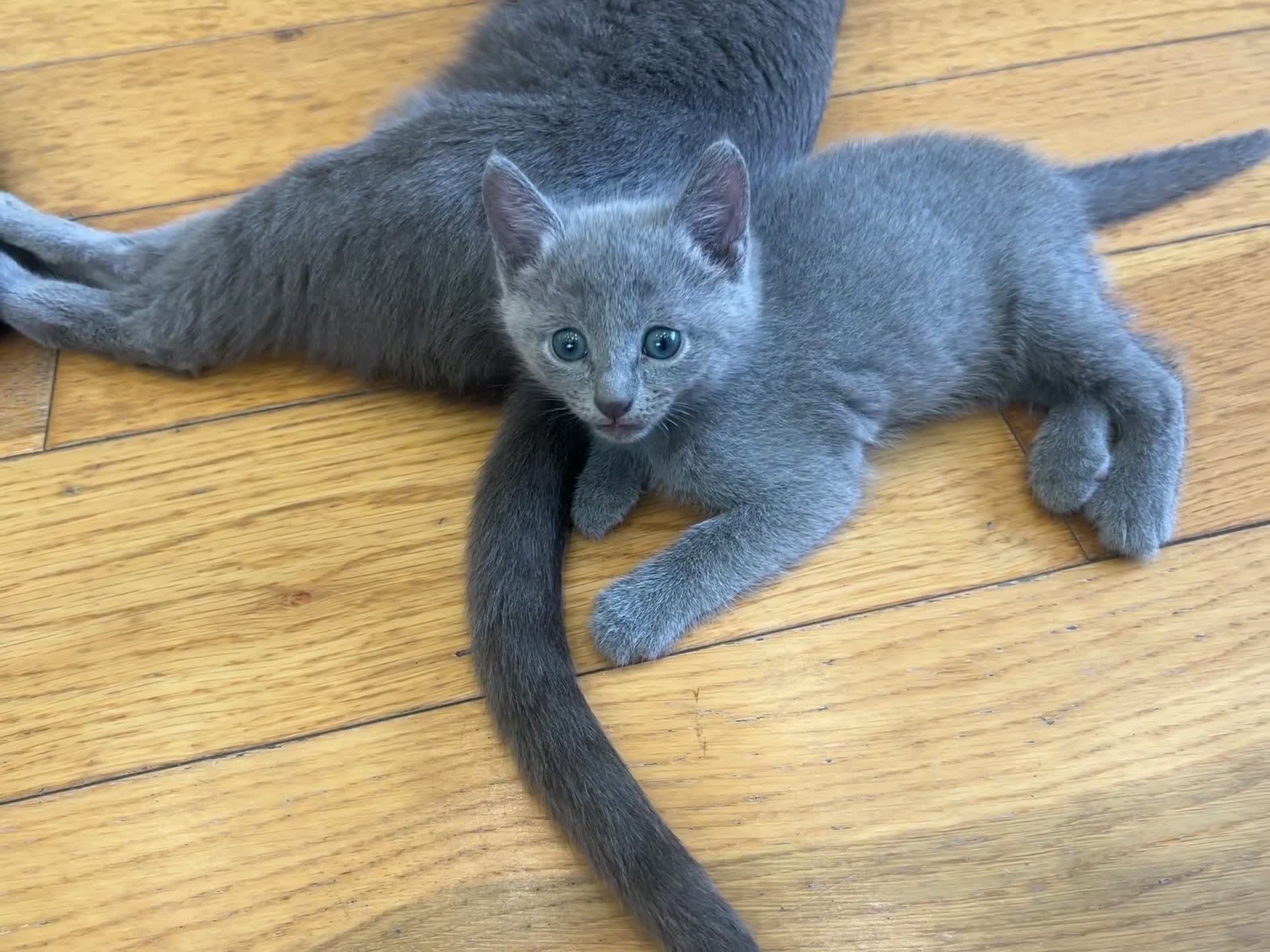 Russian Blue cats for sale: 😻😻The most adorable Russian blue kitten for sale - Video 1