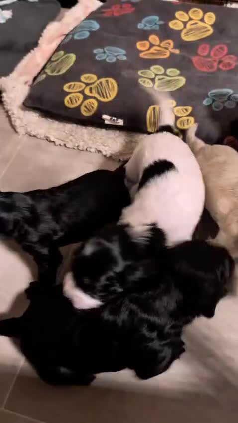 Cockapoo dogs for sale:  ready 16 march £1000 - Video 1