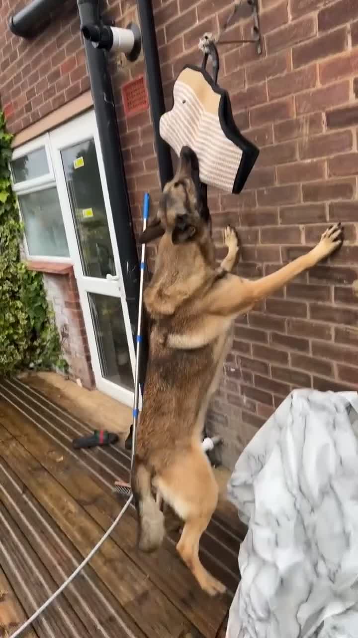 German Shepherd dogs for stud: PROVEN BIG BONED GERMAN SHEPHERD FOR STUD  in Romford - Video 1