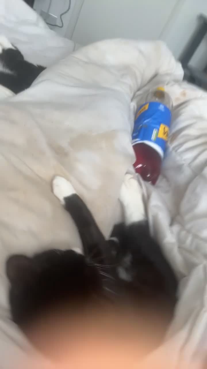 Domestic Shorthair cats for sale: Male Cat one years old to be rehomed in Bristol - Video 1