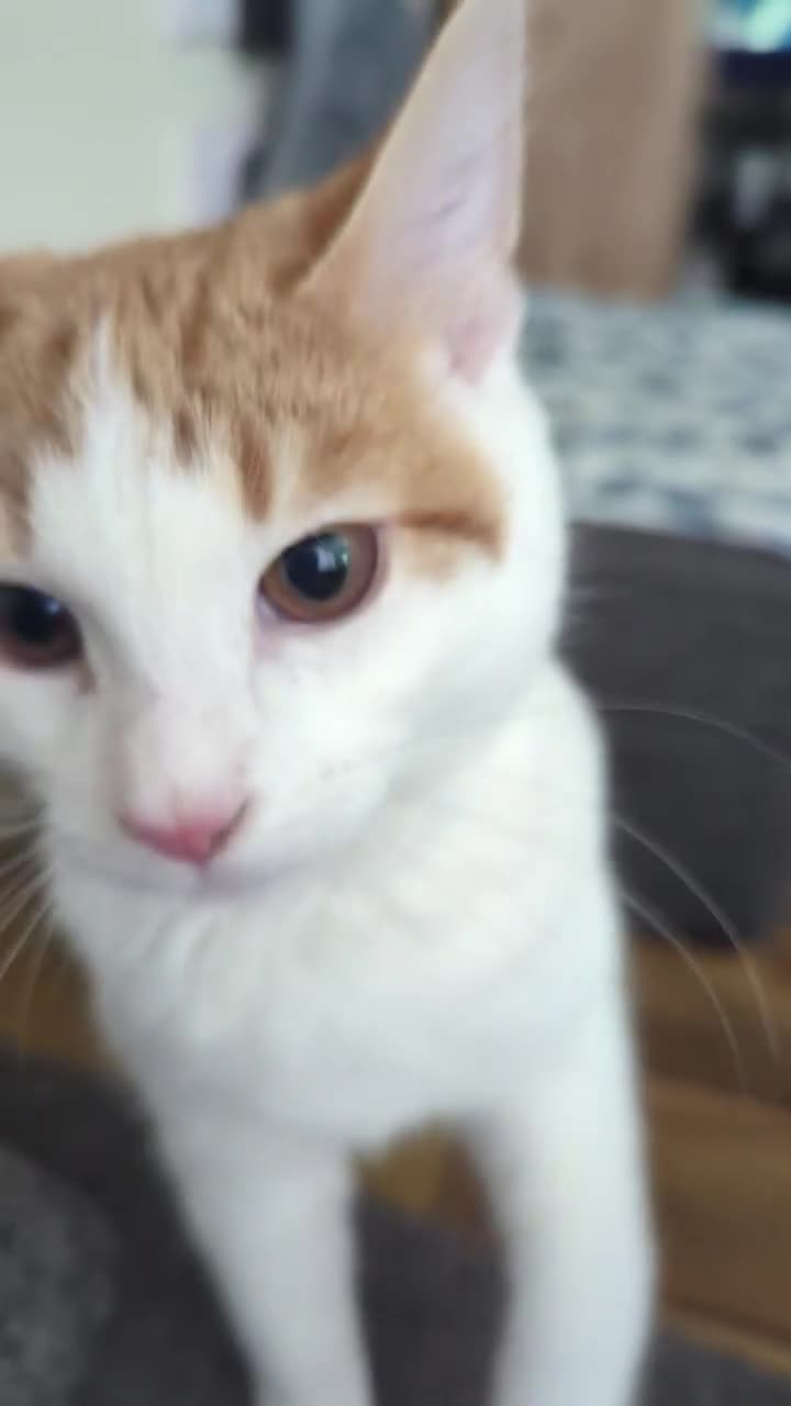 American Shorthair cats for sale:  Free Orange and White tabby cat - Video 1