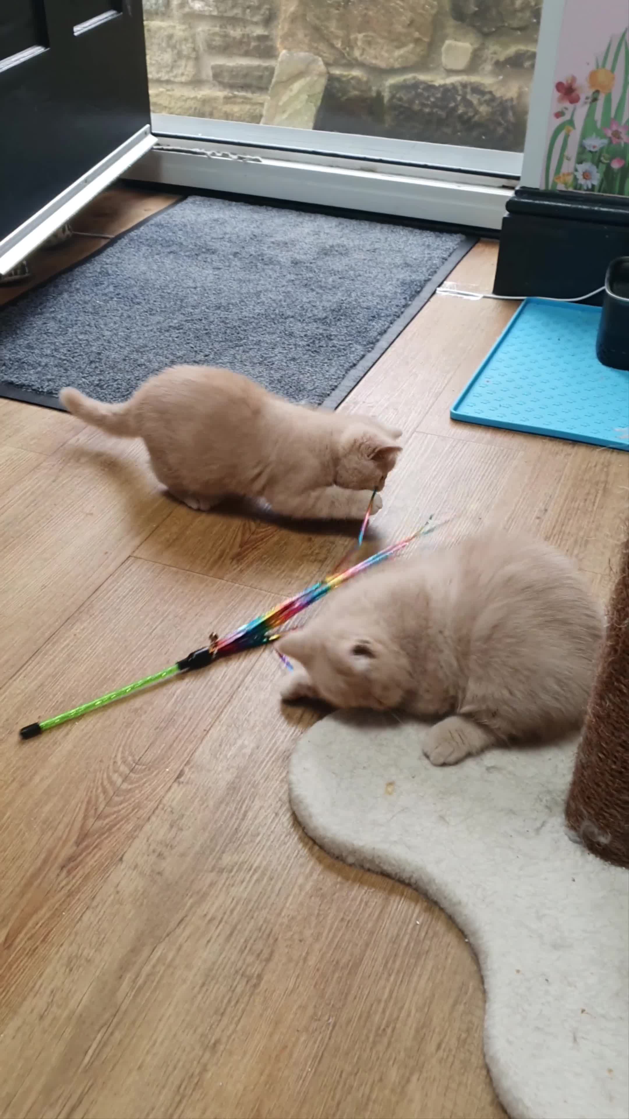 Exotic cats for sale:  💙 Chunky Gccf registered boys 💙 - Video 1