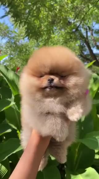Pomeranian dogs for stud: Pomerian Stud dog Top Top Quality-teddy face boy in Deeside - Video 1