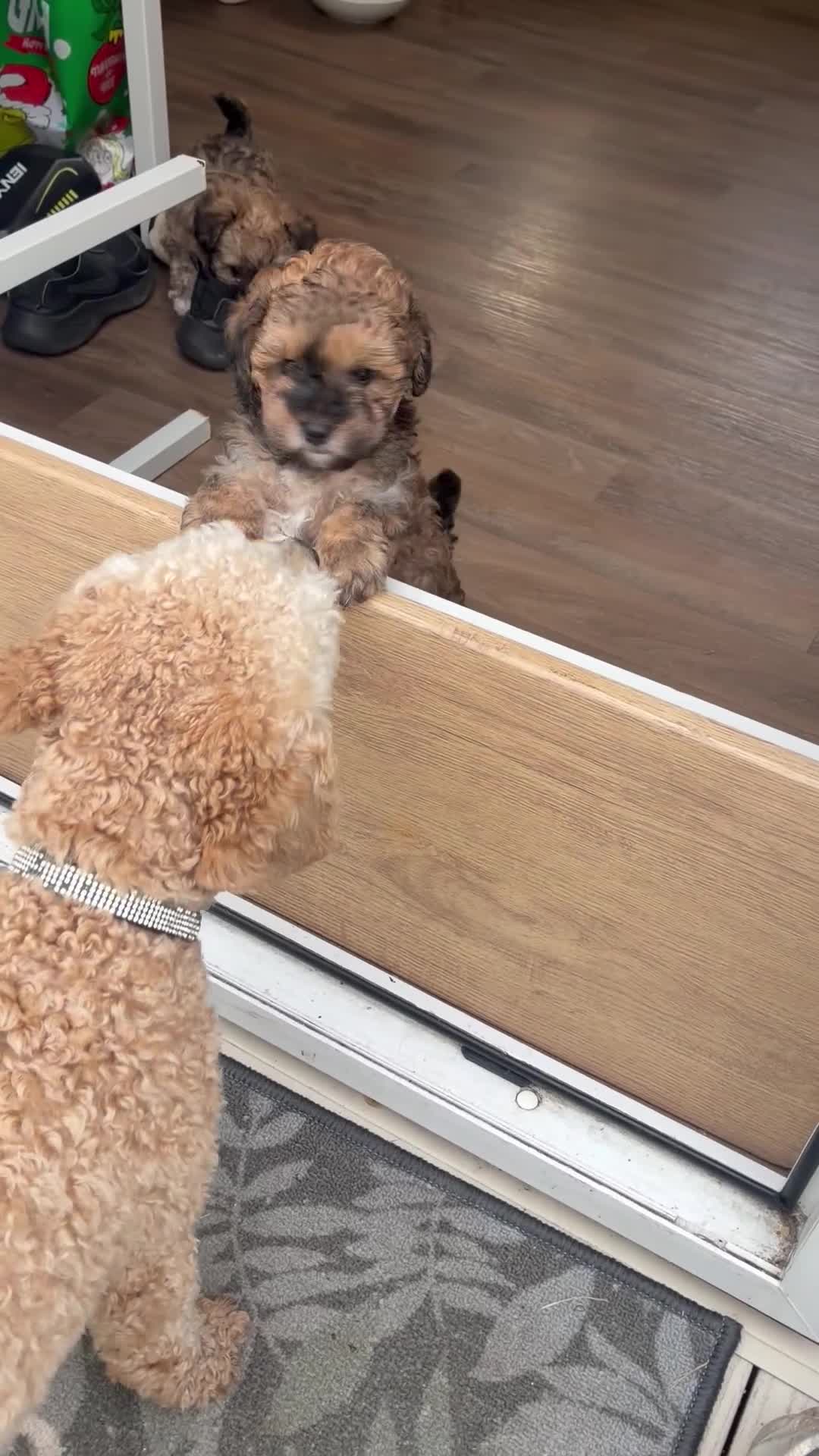 Mixed Breed dogs for sale: Boy ready to go  - Video 2