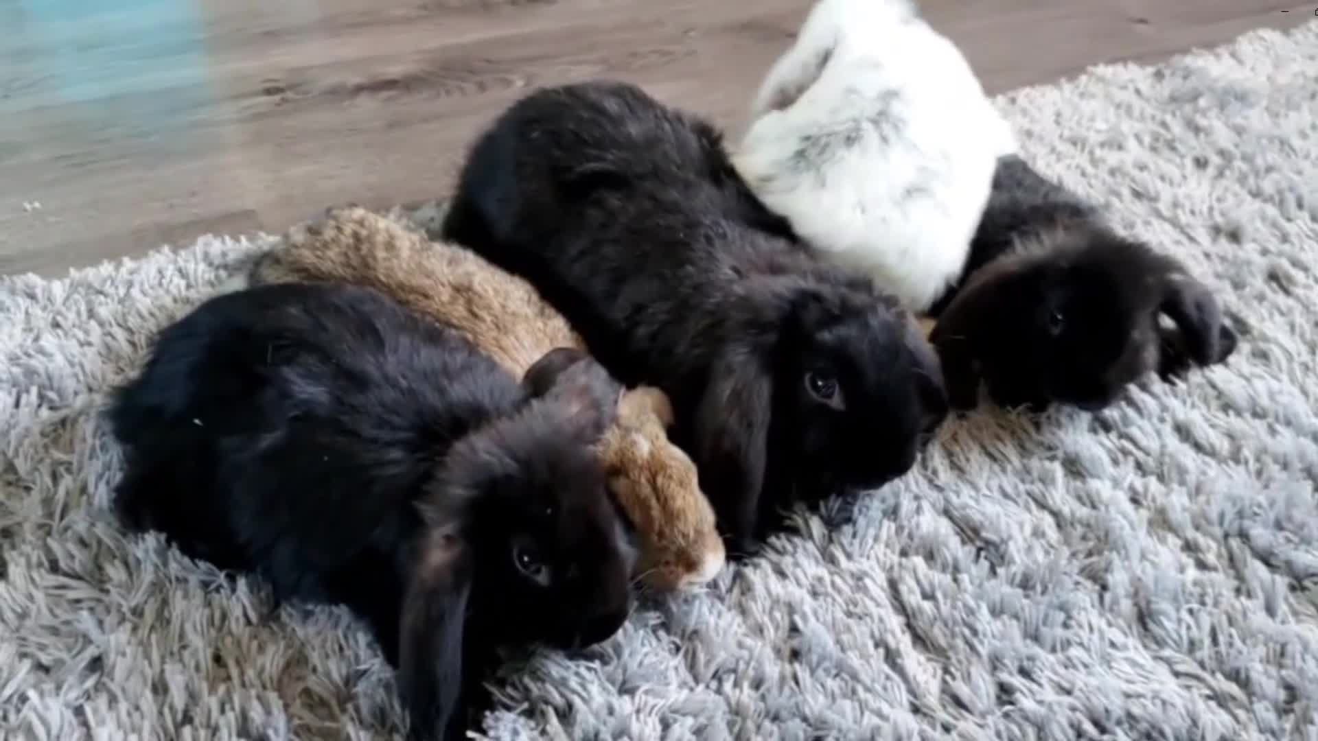 Mini Lop rabbits for sale: Cute French x Mini Lop Ready to Go. Must Read Pls! - Video 1