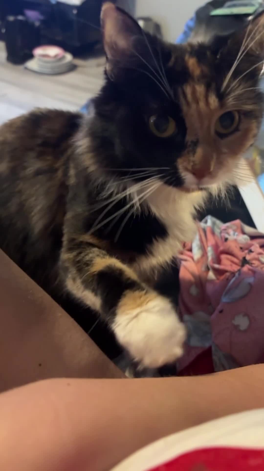 Mixed Breed cats for sale: 5 beautiful babies! - Video 1