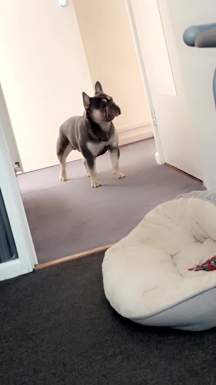 French Bulldog dogs for stud: Male frenchie for stud  - Video 4