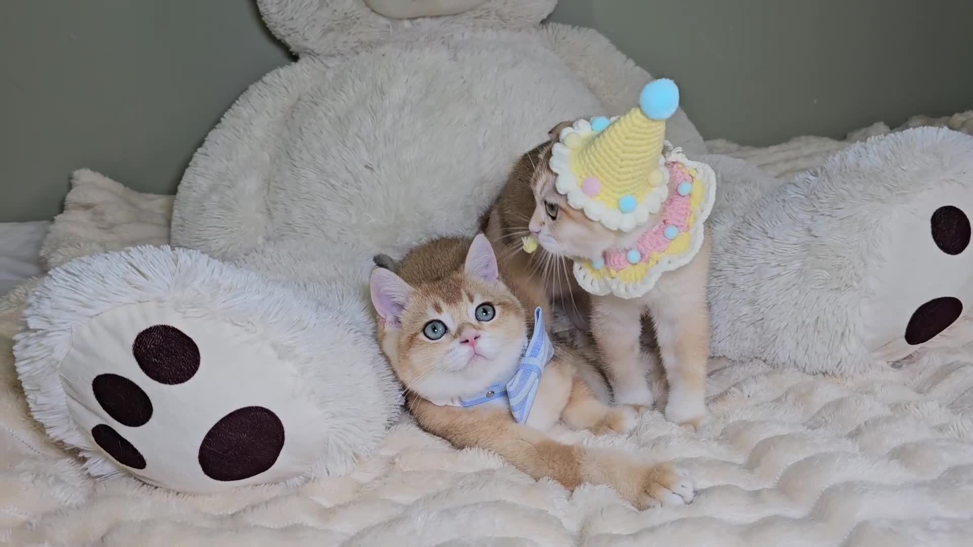 Scottish Fold cats for sale: READY NOW-TICA-SCOTTISH FOLD GIRL  - Video 2