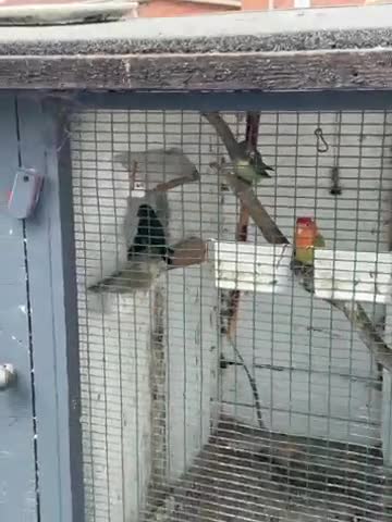 Lovebirds birds for sale: Beautiful 4 lovebirds including breeding pair  in Bristol - Video 1