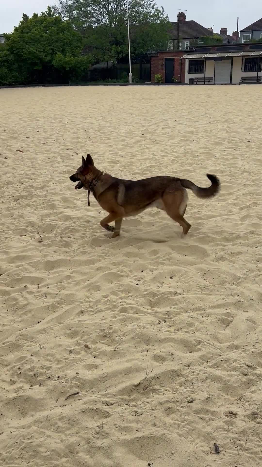 Mixed Breed dogs for sale: Simba  - Video 3