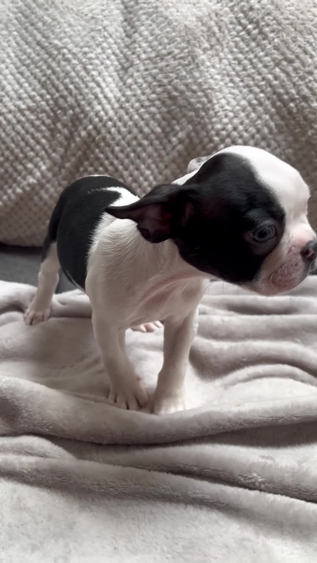 Boston Terrier dogs for sale: Kc reg boston terriers - Video 1