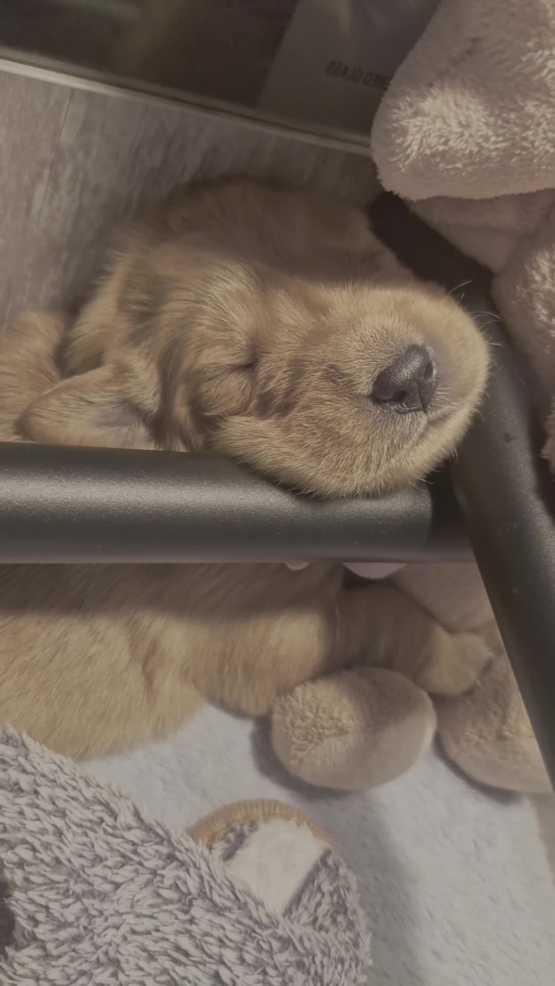 Golden Retriever dogs for sale: Golden Retriever puppies- 3 weeks old - Video 1