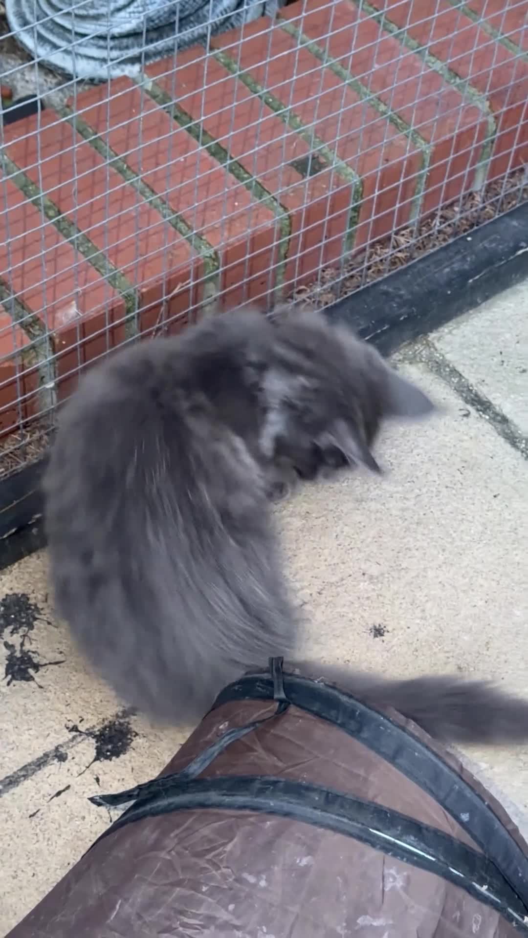 Maine Coon cats for sale: TICA Registered Maine Coon Kittens - Video 1