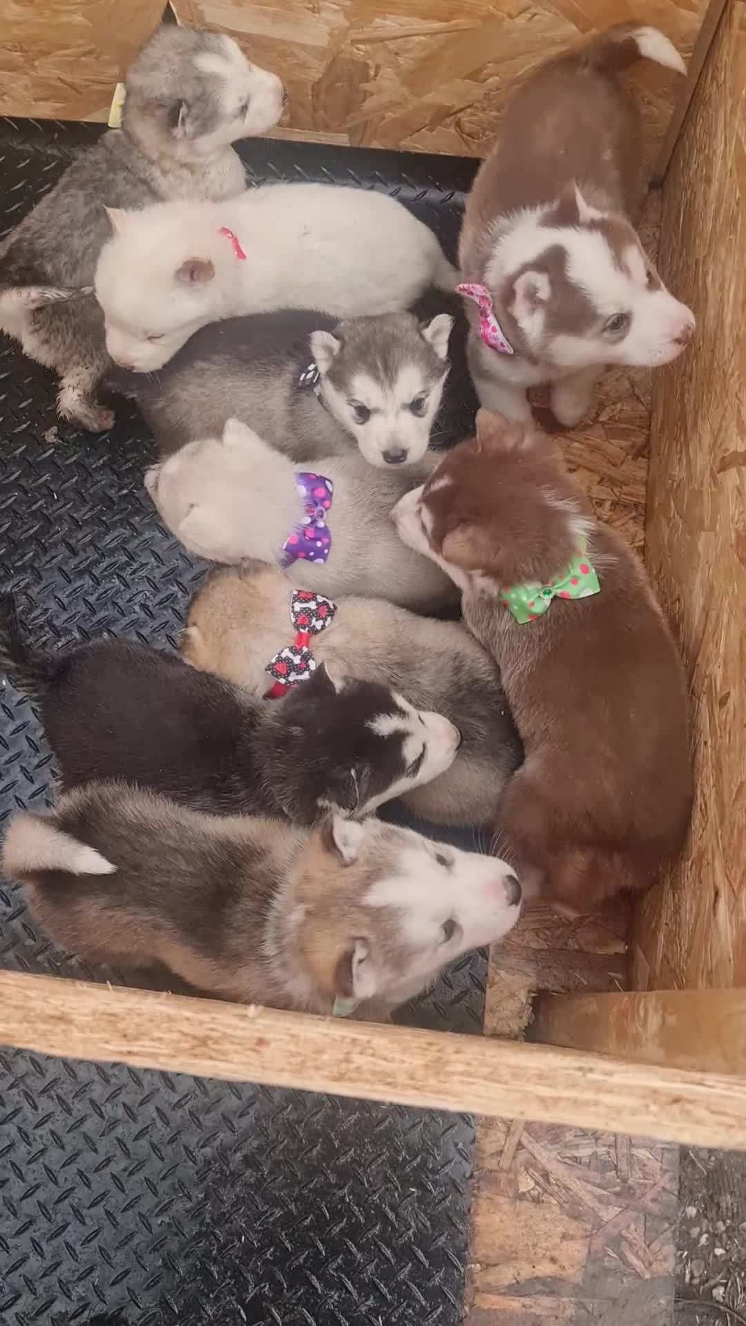 Siberian Husky dogs for sale: 1 boy and 1 girl  left  - Video 1