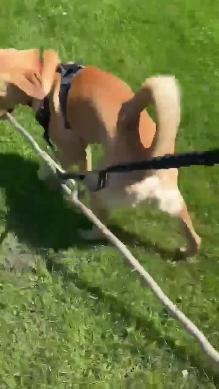 Mixed Breed dogs for adoption: Loki is looking for his forever home  in Whitley Bay - Video 2