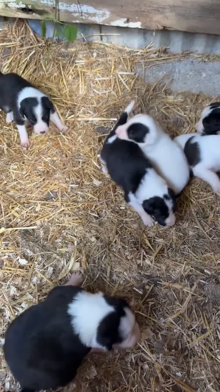 Mixed Breed dogs for sale: Gorgeous mixed collie pups in Llanfyllin - Video 1
