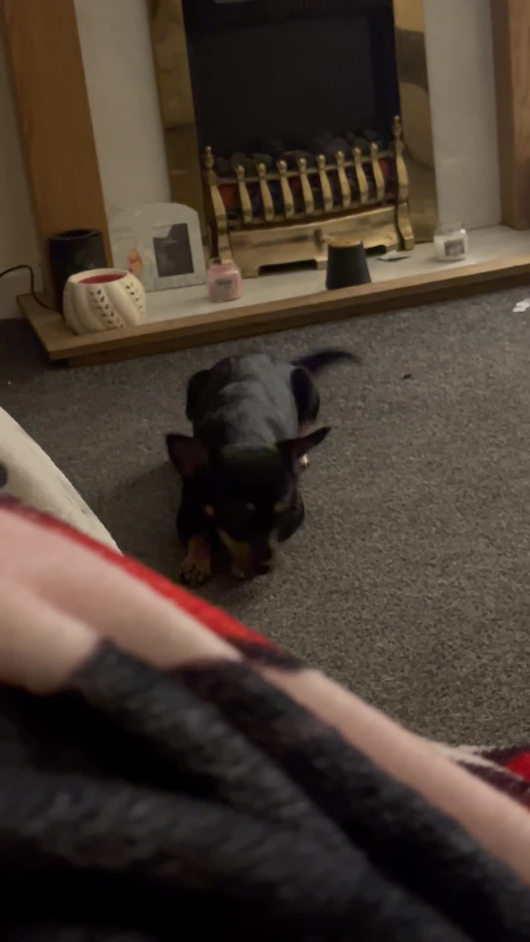 Jack Chi dogs for sale: Skye  - Video 1